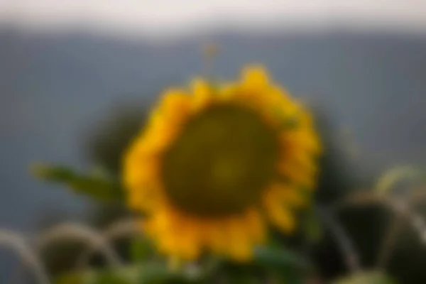 Filipinler 'de bulanık, dünyaca ünlü çiftçi köyü