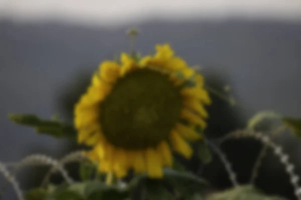 Красиве Соняшникове Поле Влітку — стокове фото