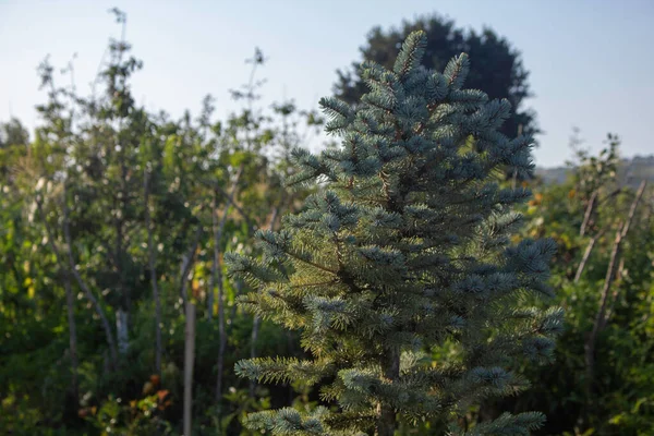 Grön Gran Träd Bakgrunden Skogen Sommaren — Stockfoto