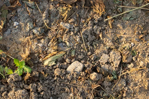 bir sonbahar bitkisinin arka planı.