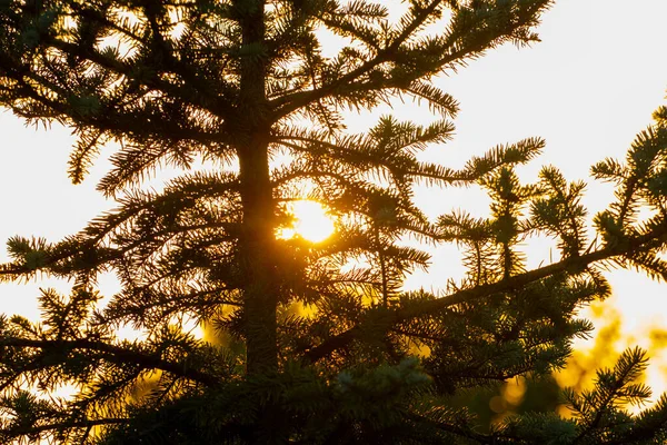 Ormanın Arka Planında Ağaç Dalları Güneş Işınları — Stok fotoğraf
