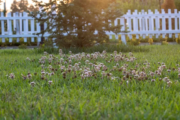 Bahçede bahar çiçekleri
