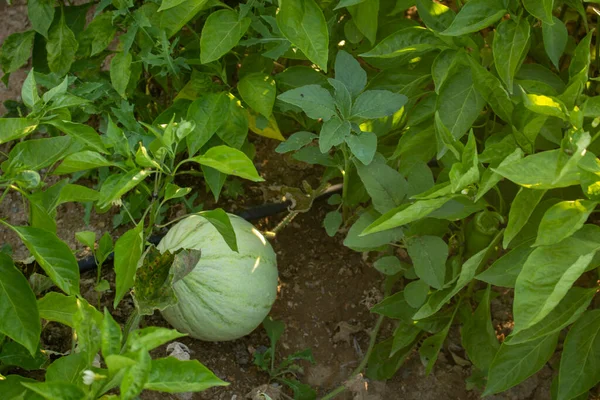 Planta Alho Verde Branco Que Cresce Solo Jardim Foco Seletivo — Fotografia de Stock