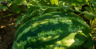 Taze taze salatalık yakın çekim