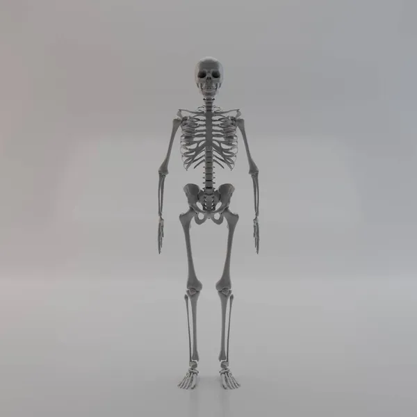 Иллюстрация Полного Скелета Человека Цветным Фоном — стоковое фото