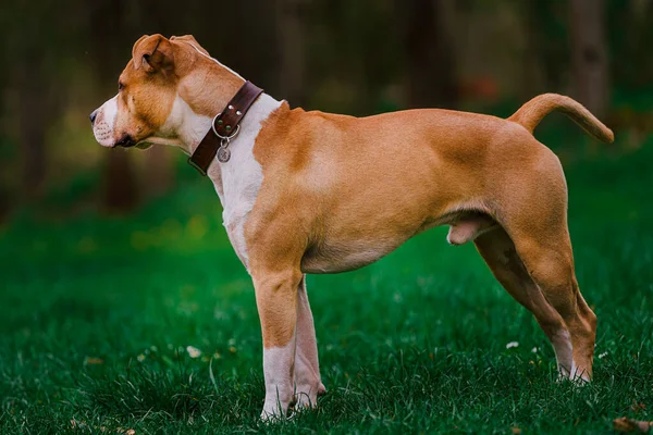 Anak Anjing Stafford Emas Bermain Rumput Jahat — Stok Foto