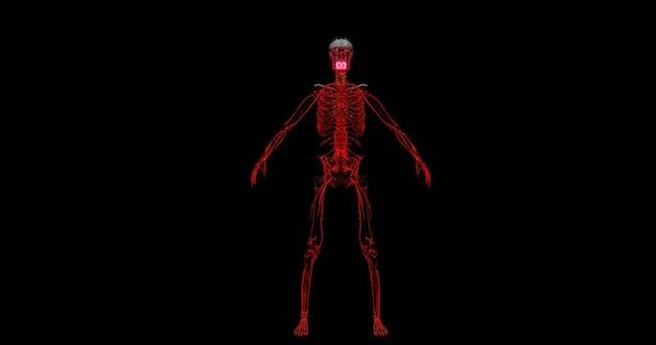 Lidská Kostra Lebkou Částečně Vytvořená Svalu Černém Pozadí Červeným Bleskem — Stock fotografie
