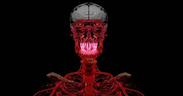 Lidská Kostra Lebkou Částečně Vytvořená Svalu Černém Pozadí Červeným Bleskem — Stock fotografie
