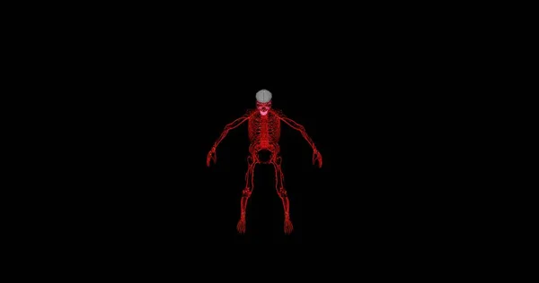 Человеческий Скелет Черепом Частично Сформированный Мускула Черном Фоне Красная Молния — стоковое фото