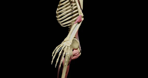 Menselijk Skelet Met Een Schedel Gedeeltelijk Gevormd Uit Een Spier — Stockfoto
