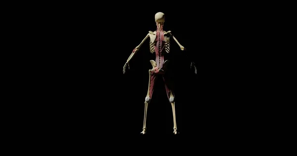 頭蓋骨と部分的に黒い背景の筋肉から形成された人間の骨格とそれを通して赤い雷 3Dアニメーション — ストック写真