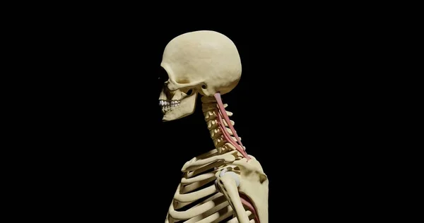 Человеческий Скелет Черепом Частично Сформированный Мускула Черном Фоне Красная Молния — стоковое фото