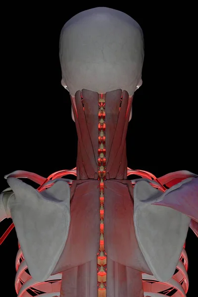 头盖骨 部分由黑色背景的肌肉形成 并有红色闪电穿过它 3D动画 — 图库照片