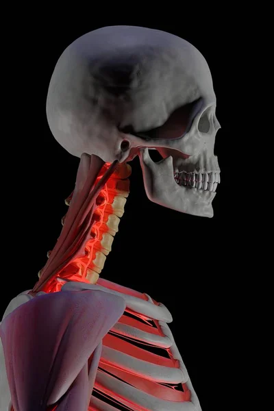Ludzki Szkielet Czaszką Częściowo Utworzony Mięśni Czarnym Tle Czerwona Błyskawica — Zdjęcie stockowe