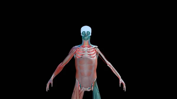 Esqueleto Humano Com Crânio Parcialmente Formado Partir Músculo Sobre Fundo — Fotografia de Stock