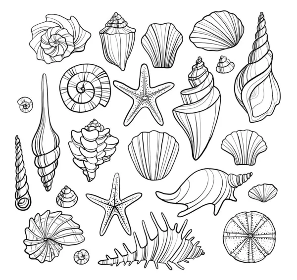 Tek renkli kabuklar, deniz yıldızı yumuşakçaları ve sualtı dünyasının diğer temsilcileri. Farklı şekil ve boyutlarda deniz kabukları koleksiyonu, güzel egzotik dekorasyonlar.