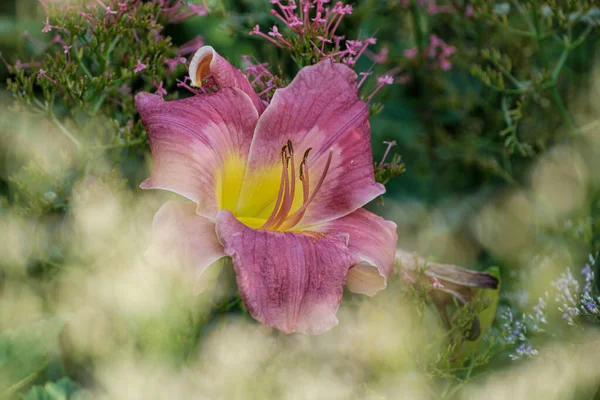 Paars Gekleurde Daglelie Hemerocallis Een Weelderige Tuin Het Duitse Platteland Stockfoto