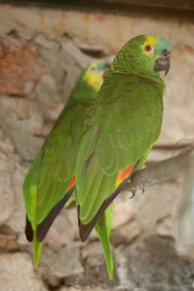 Dos hermosos loros verdes — Foto de Stock