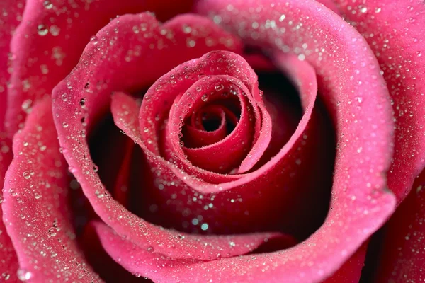 Rosa vermelha e gotas de água — Fotografia de Stock