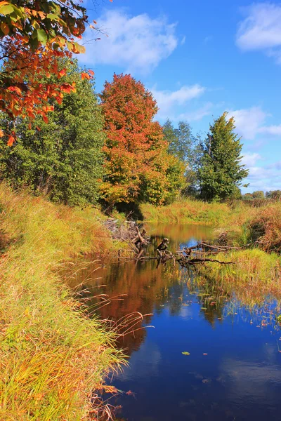 Floresta de outono, Rússia — Fotografia de Stock