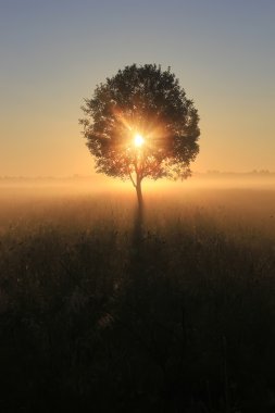 hay, şafak, novgorod bölgesi, Rusya demet