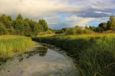 Yaz orman, Rusya Federasyonu