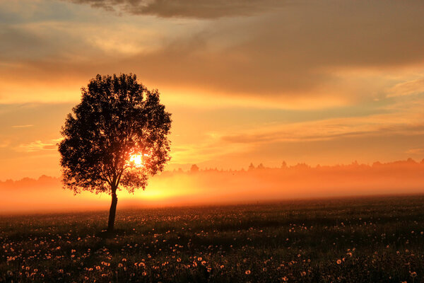 The sheaf of hay at dawn, Novgorod region ,Russia