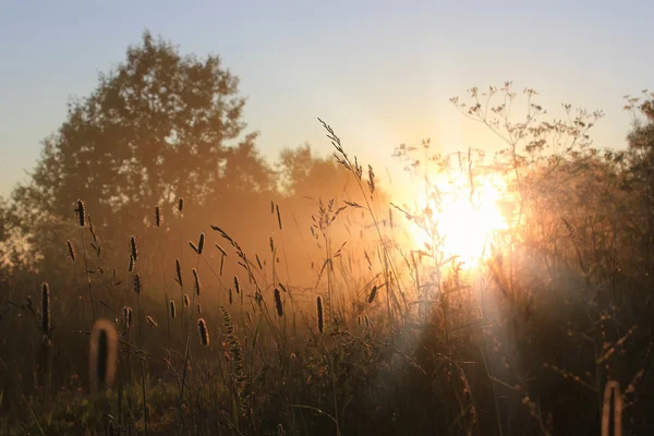 hay, şafak, novgorod bölgesi, Rusya demet
