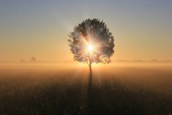 La gavilla de heno al amanecer, región de Novgorod, Rusia — Foto de Stock