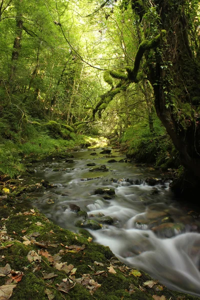Floresta cachoeira, Gales, Reino Unido — Fotografia de Stock