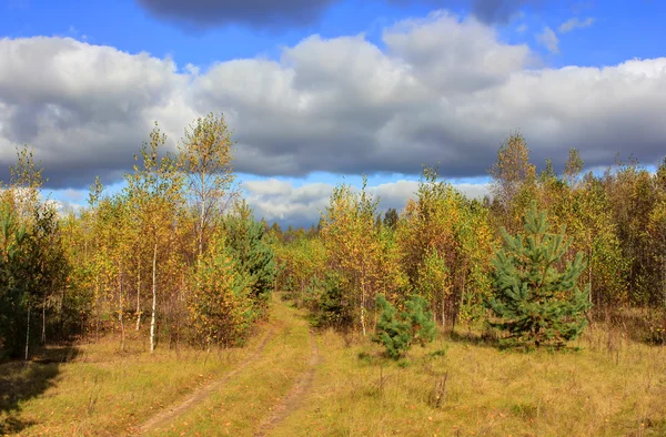 Floresta de outono, Rússia — Fotografia de Stock