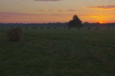 hay, şafak, novgorod bölgesi, Rusya demet
