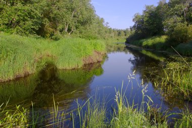 luga nehir, novgorod bölgesi, Rusya Federasyonu
