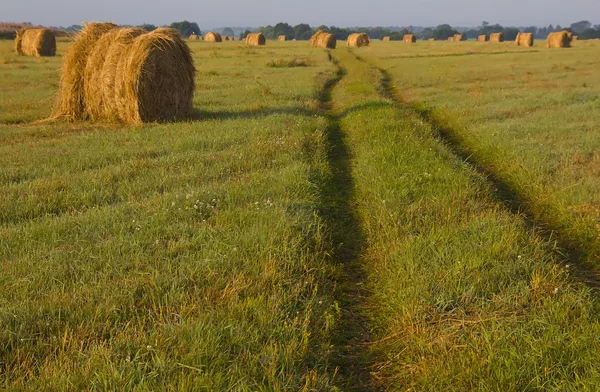 The sheaf of hay at dawn, Novgorod region ,Russia — Stock Photo, Image