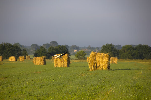 The sheaf of hay at dawn, Novgorod region ,Russia