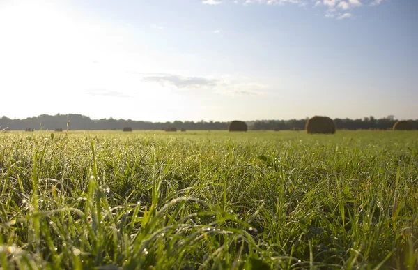 The sheaf of hay at dawn, Novgorod region ,Russia — Stock Photo, Image