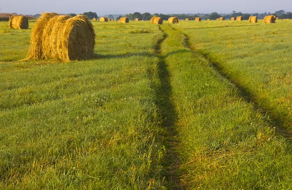 Campo ruso, región de Novgorod, Rusia —  Fotos de Stock