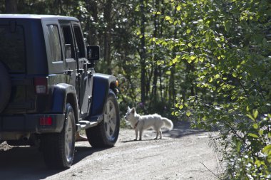 barents Denizi, murmansk bölgesi, Rusya Federasyonu