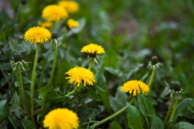 Sarı dandelions