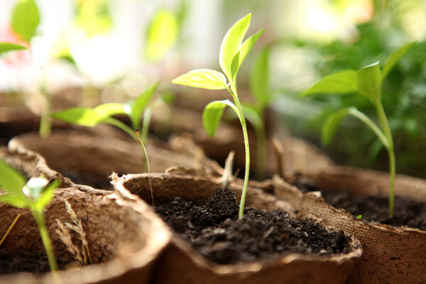 Room seedlings in pots