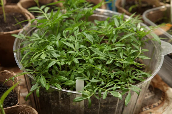 Benih kamar dalam pot — Stok Foto