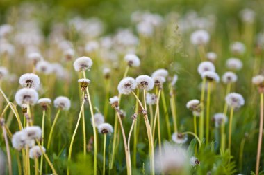 Beyaz dandelions