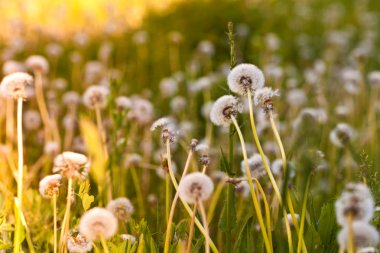 Beyaz dandelions