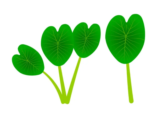 Colocasia Esculenta Leaf Kochu Pata Vector Logo Signo Símbolo Icono — Vector de stock