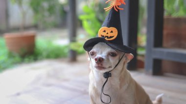 Cadılar Bayramı 'nda balkabağı ve örümcekle süslenmiş cadılar bayramı şapkası takan şişman kahverengi Chihuahua köpeğinin resmi..