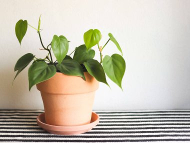 Evin önü, kalp şeklinde yaprakları olan, masa üzerinde siyah beyaz çizgili kumaş ve beyaz arkaplan olan kil çiçek saksısı. yeşil Philodendron Hederaceum bitkisi.