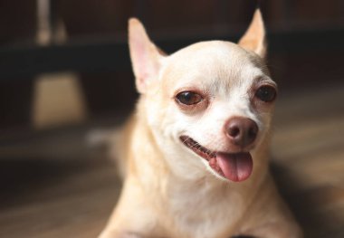 Kahverengi kısa saçlı Chihuahua köpeğinin yakın plan görüntüsü, uzanmış, dili dışarı çıkmış gülümsüyor ve mutlu bir şekilde kameraya bakıyor. Doğal sabah ışığı.
