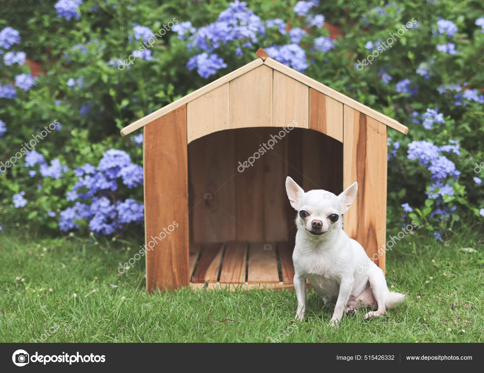 Retrato Perros Chihuahua Pelo Corto Blancos Sentados Frente Una