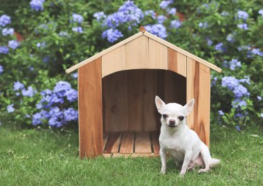 Beyaz kısa saçlı Chihuahua köpeklerinin portresi ahşap köpek evinin önünde oturuyor, gülümsüyor ve kameraya bakıyor. Mor çiçek bahçesi arka planı.