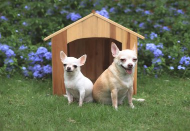 İki farklı boy kısa saçlı Chihuahua köpeğinin portresi ahşap köpek evinin önünde oturuyor, gülümsüyor ve kameraya bakıyor. Mor çiçek bahçesi arka planı.